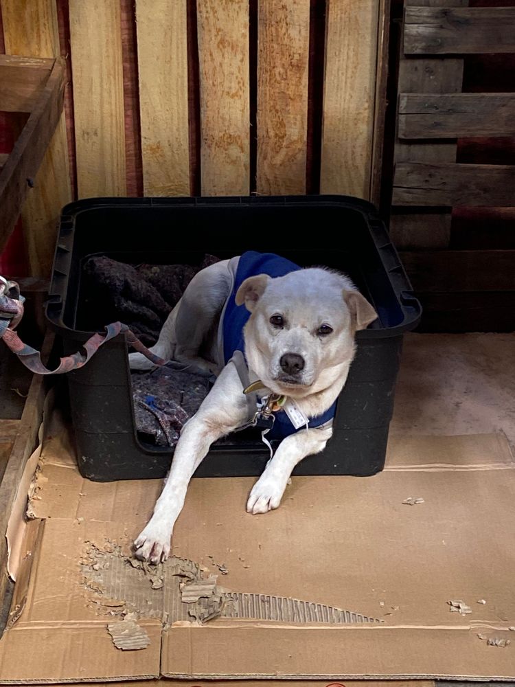 Cão