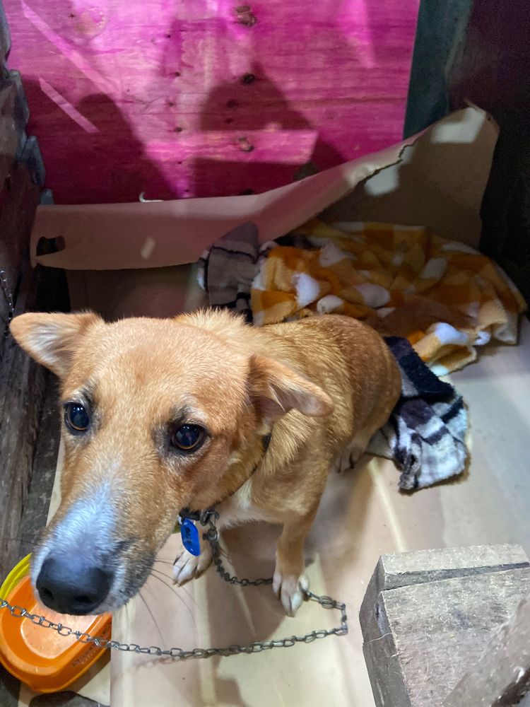 Cão