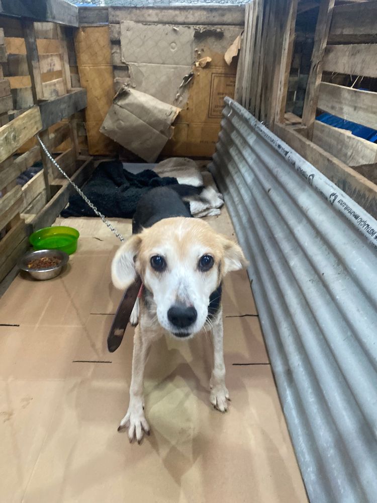 Cão