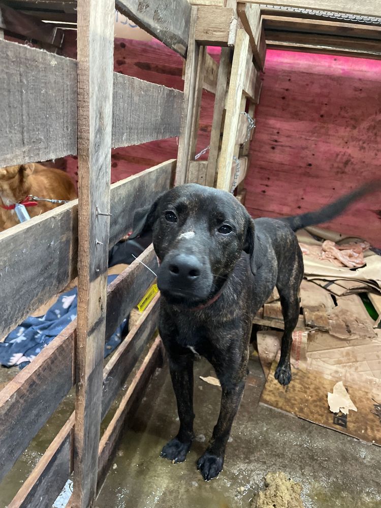 Cão