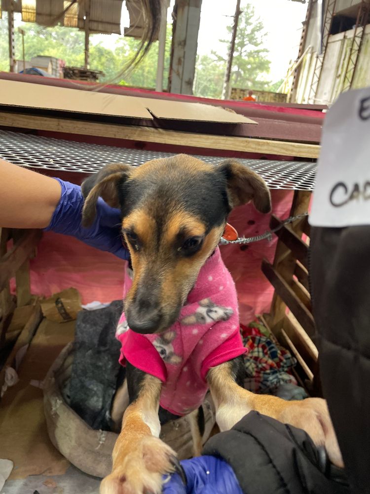 Cão