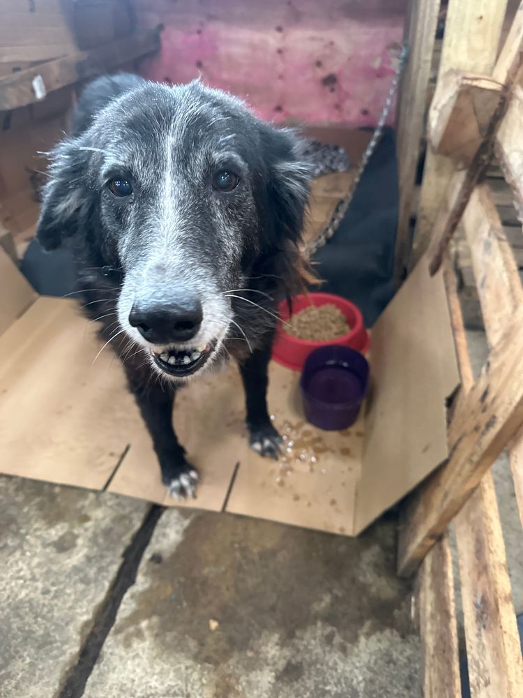 Cão