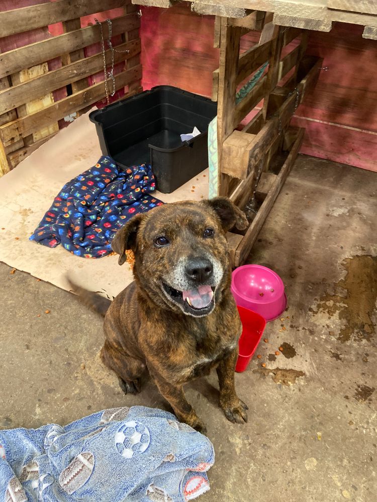 Cão