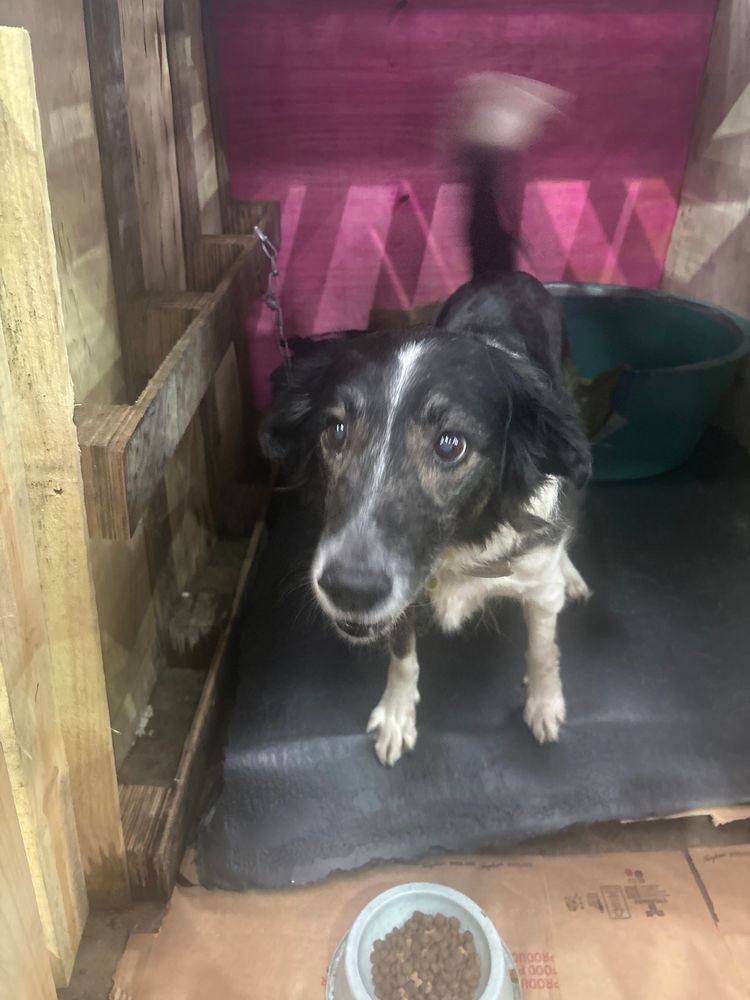 Cão