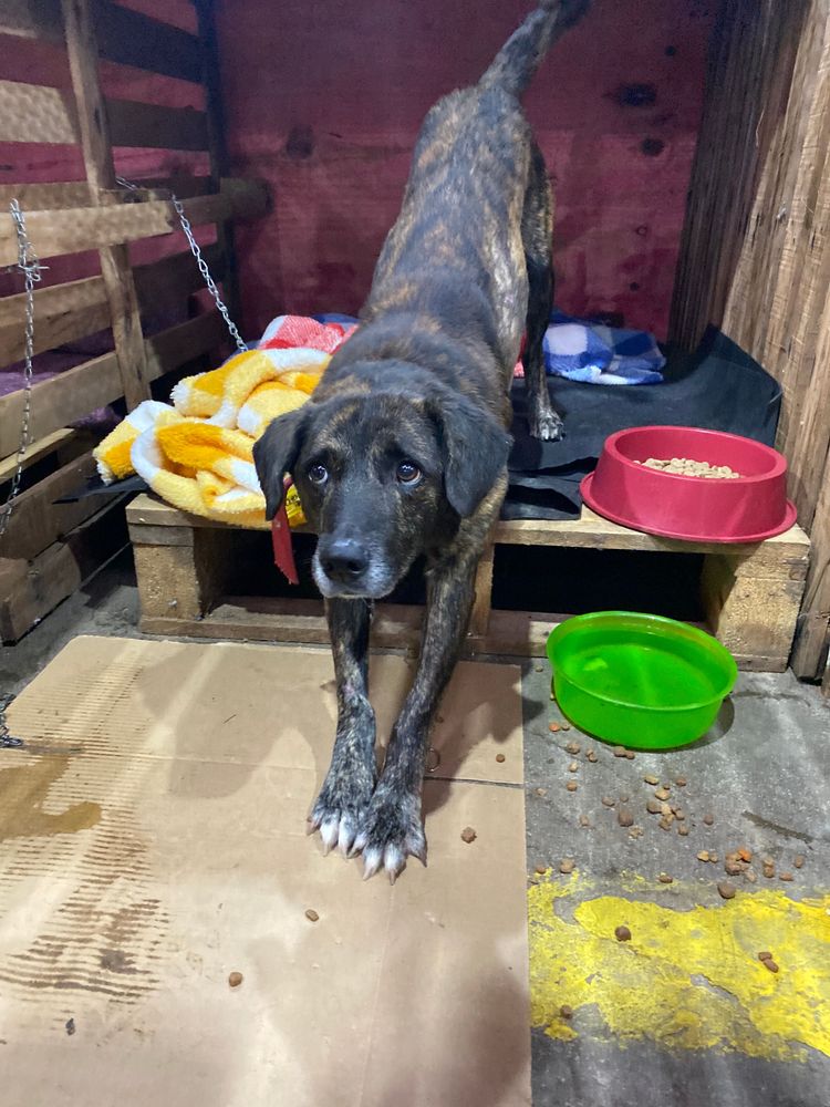 Cão