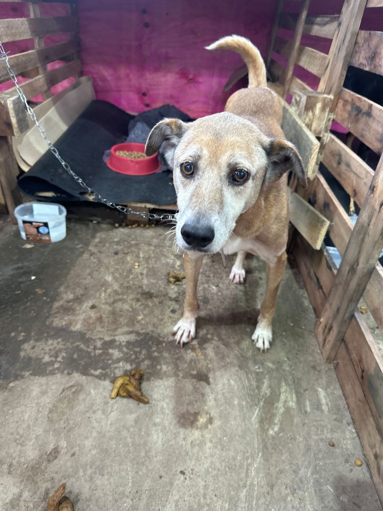 Cão