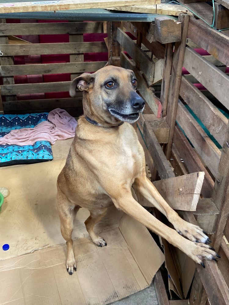 Cão