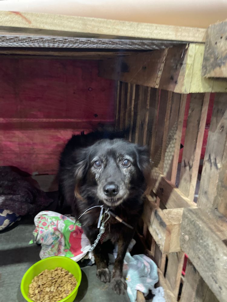 Cão