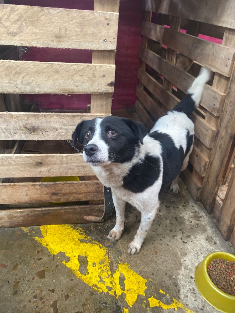 Cão