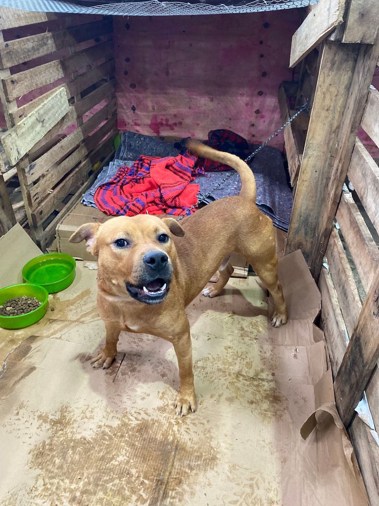 Cão