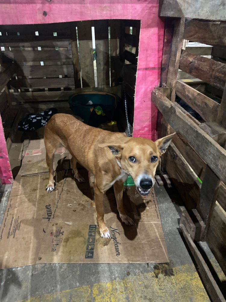 Cão
