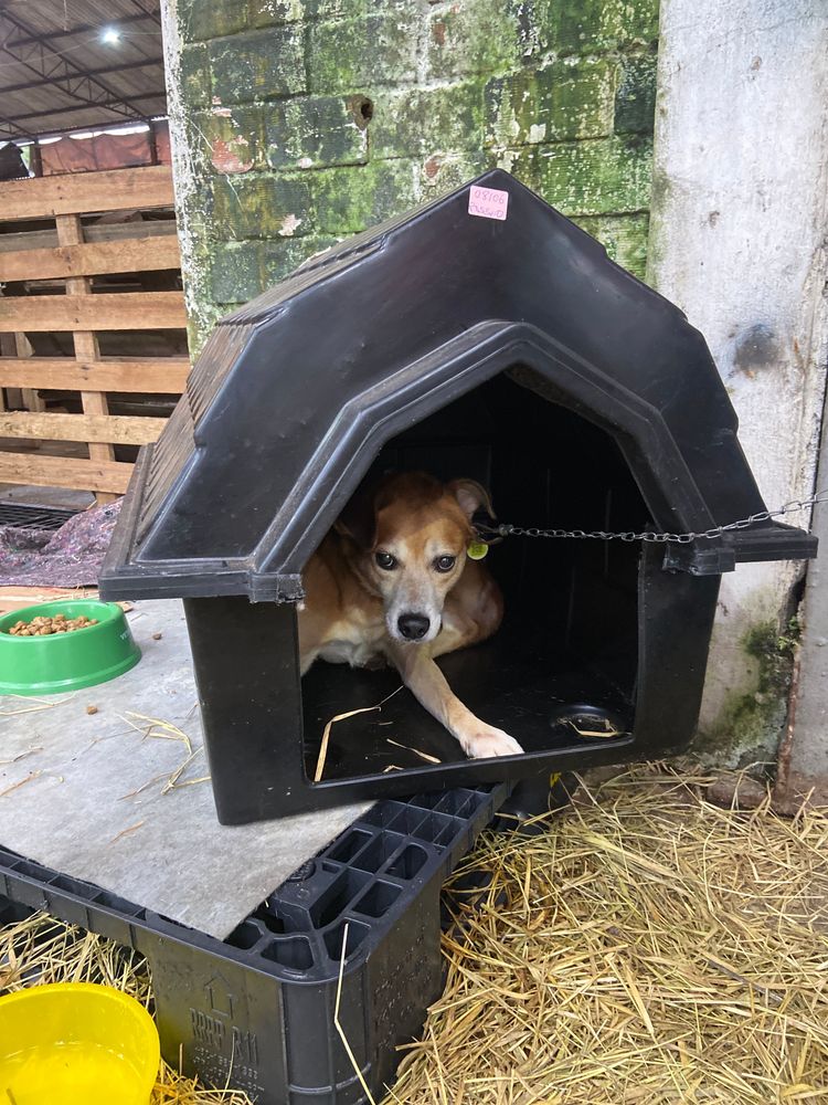Cão