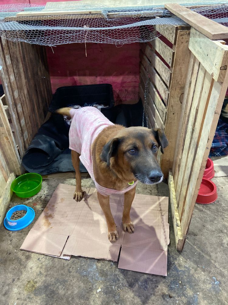 Cão