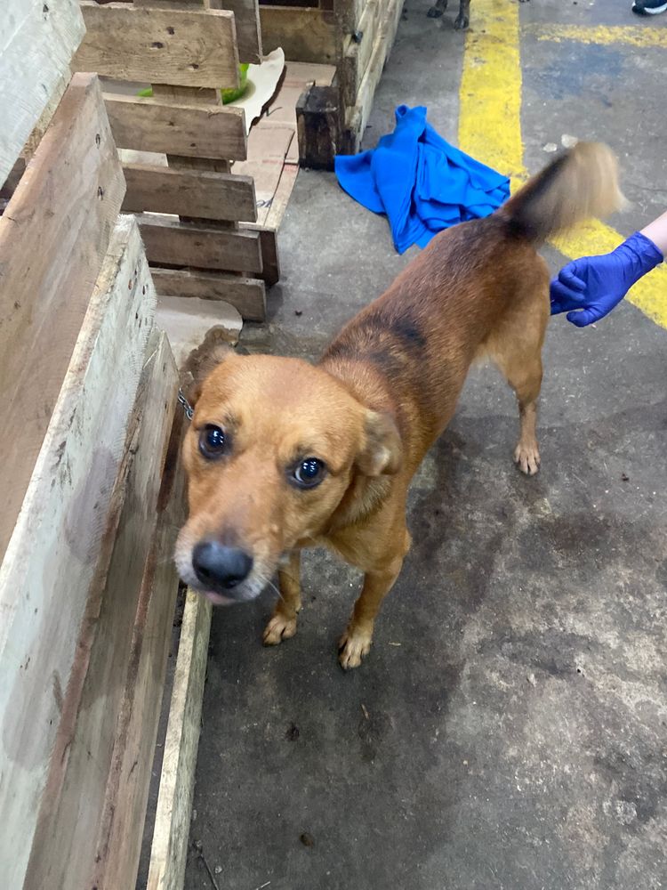 Cão