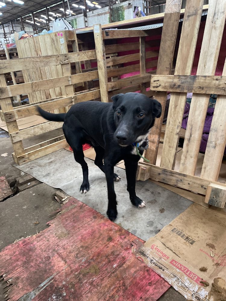 Cão