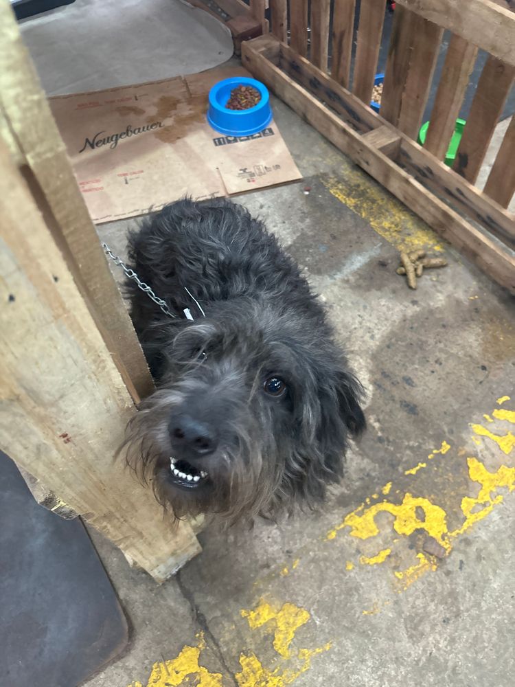 Cão