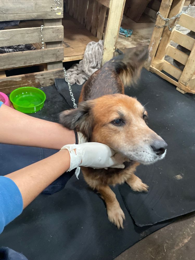 Cão
