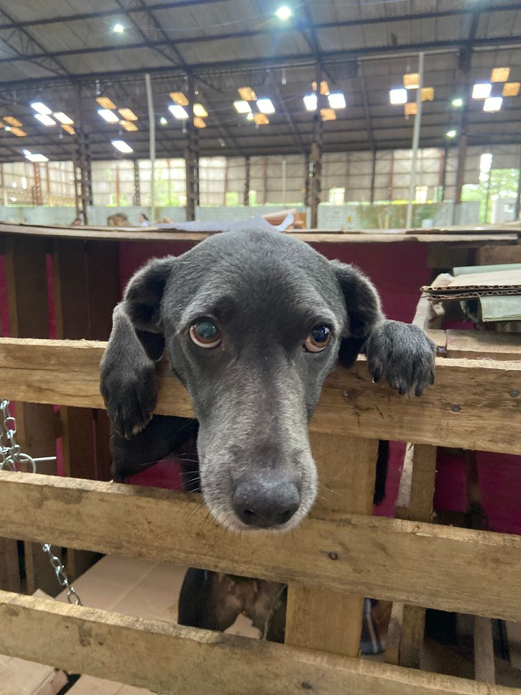 Cão