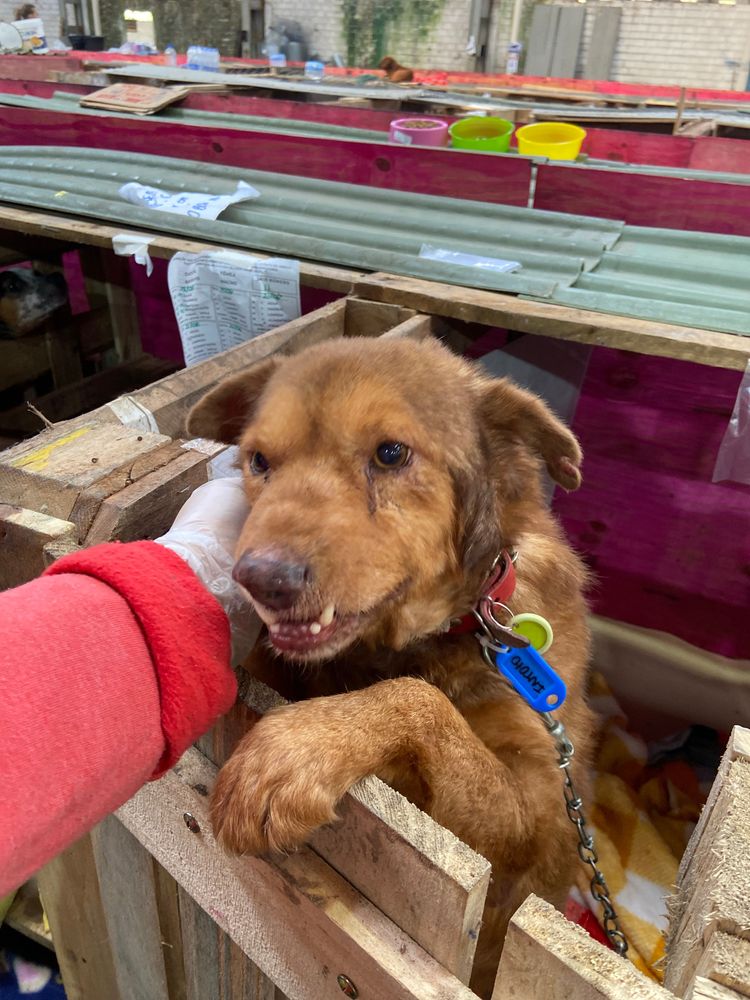 Cão