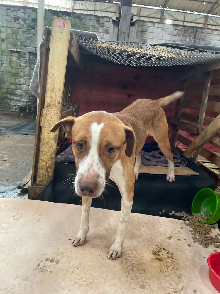 Cão