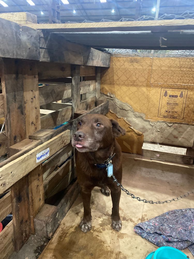Cão