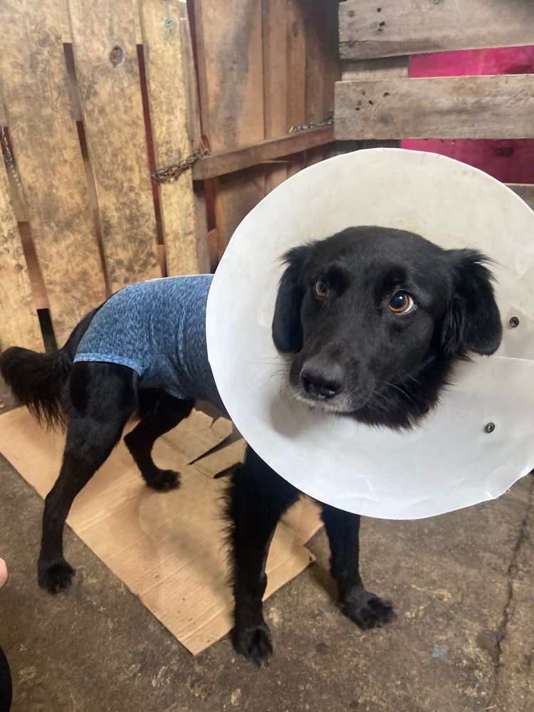 Cão