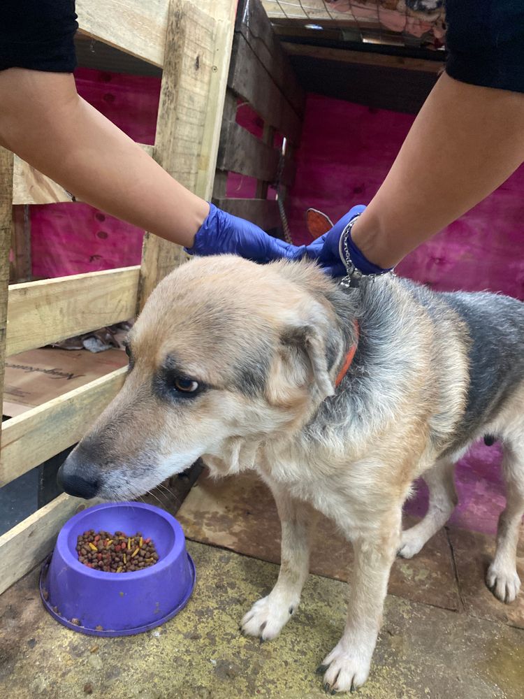 Cão