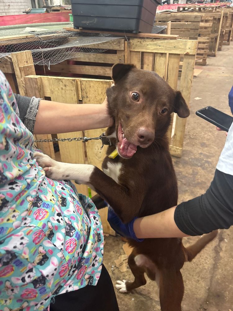Cão