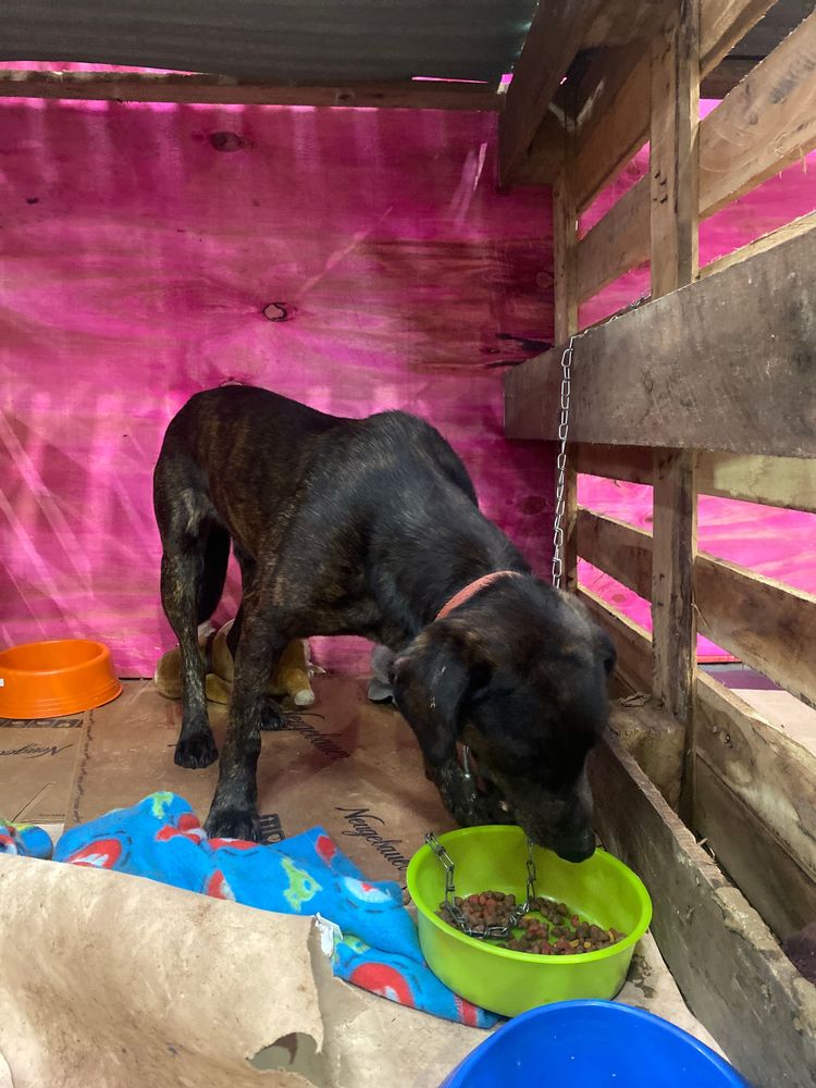 Cão