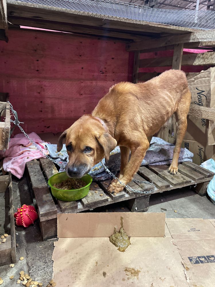 Cão