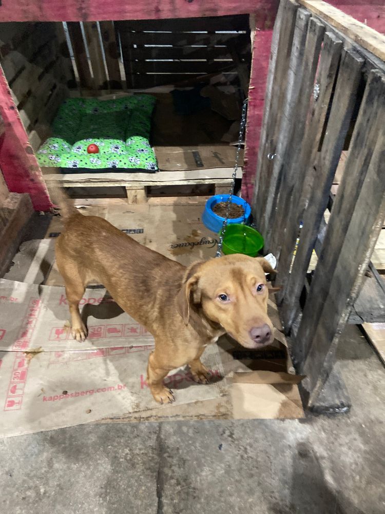 Cão
