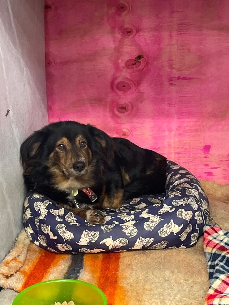 Cão