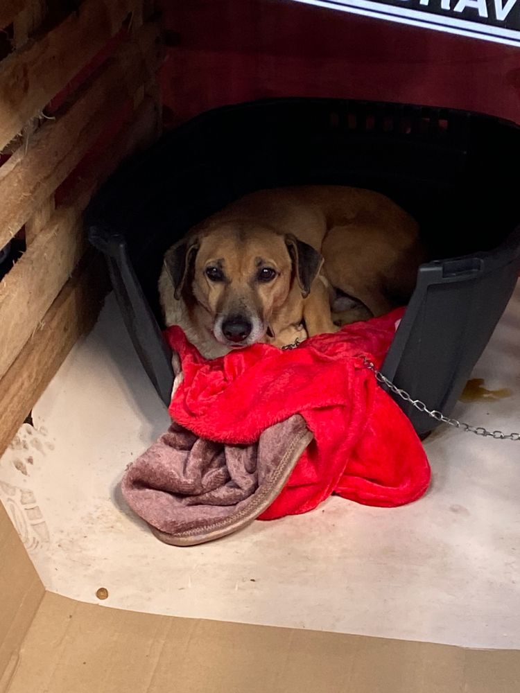 Cão