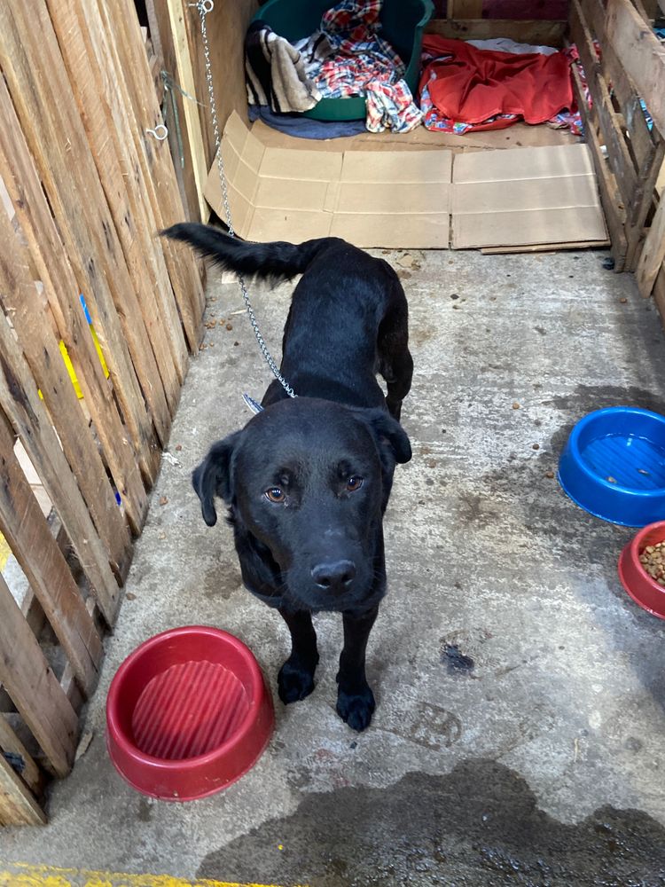 Cão