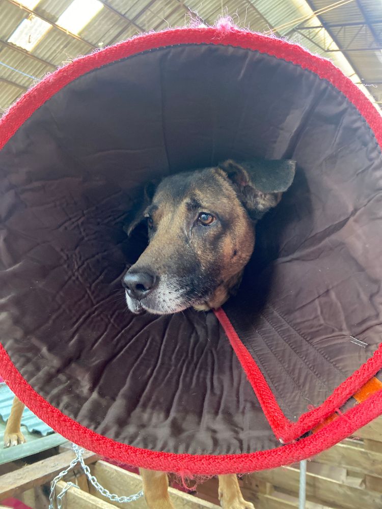 Cão