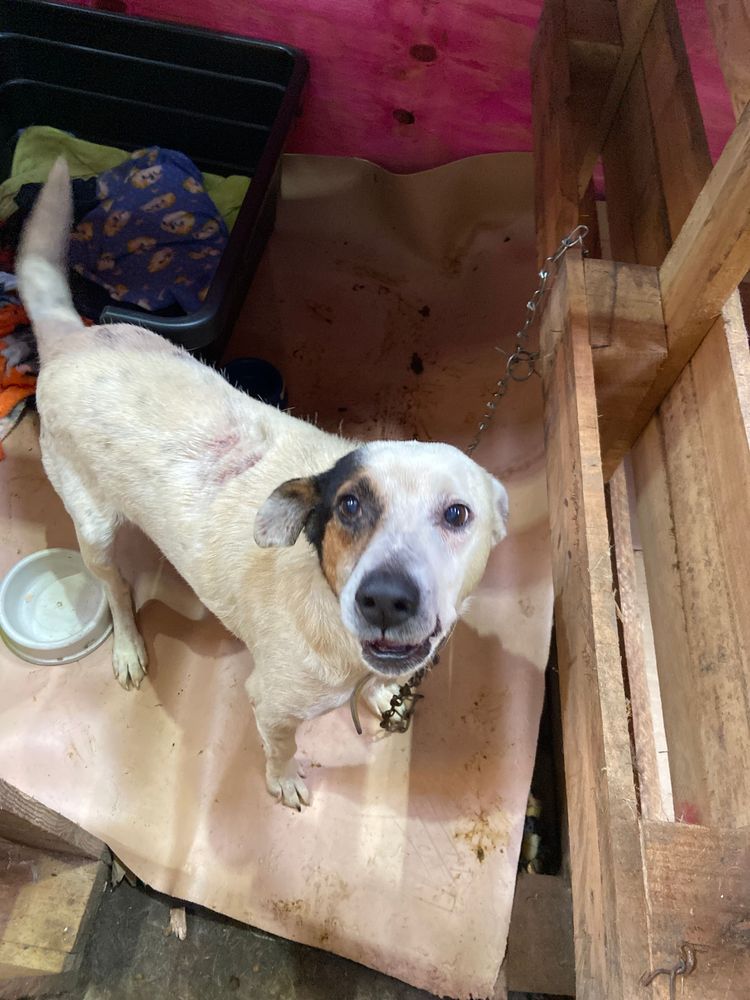 Cão