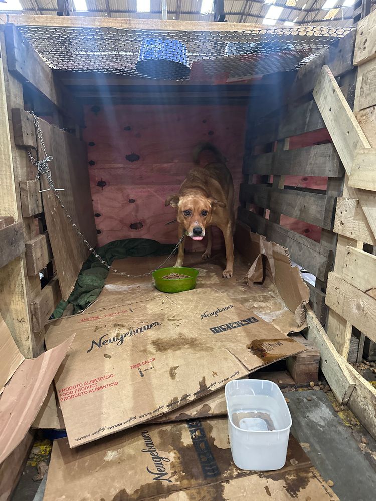 Cão
