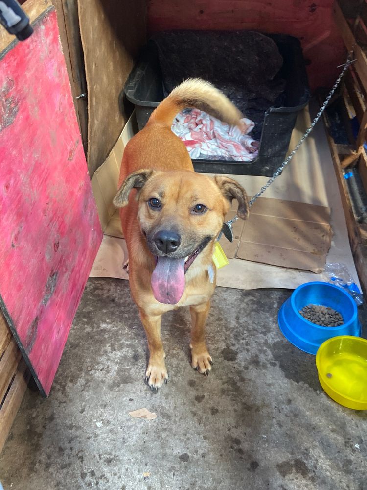 Cão