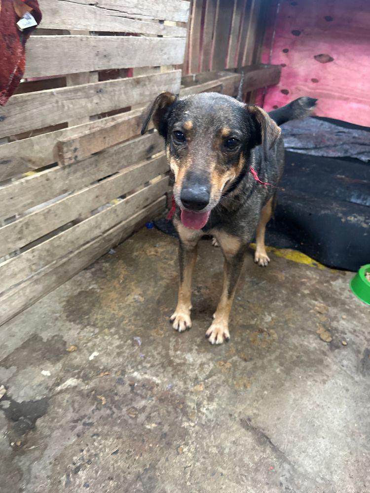 Cão