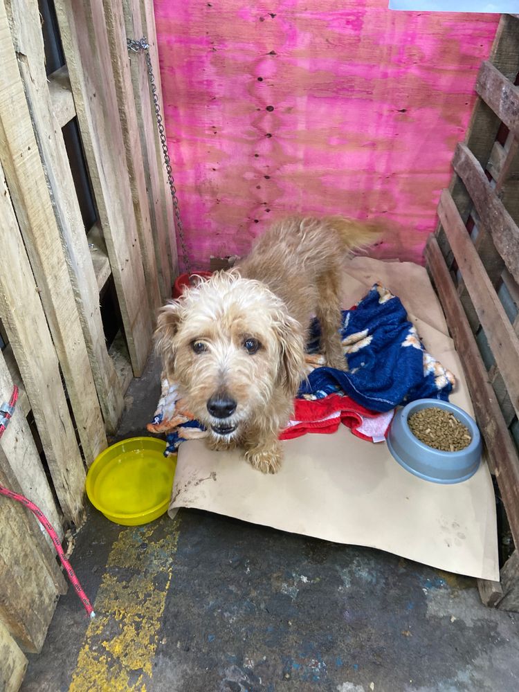 Cão