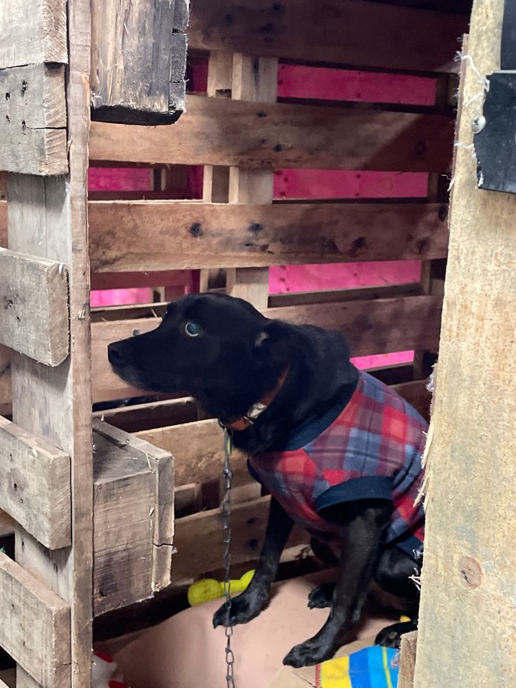 Cão