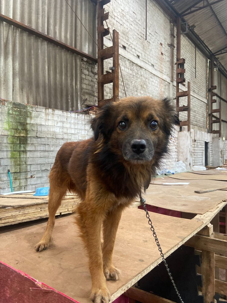 Cão