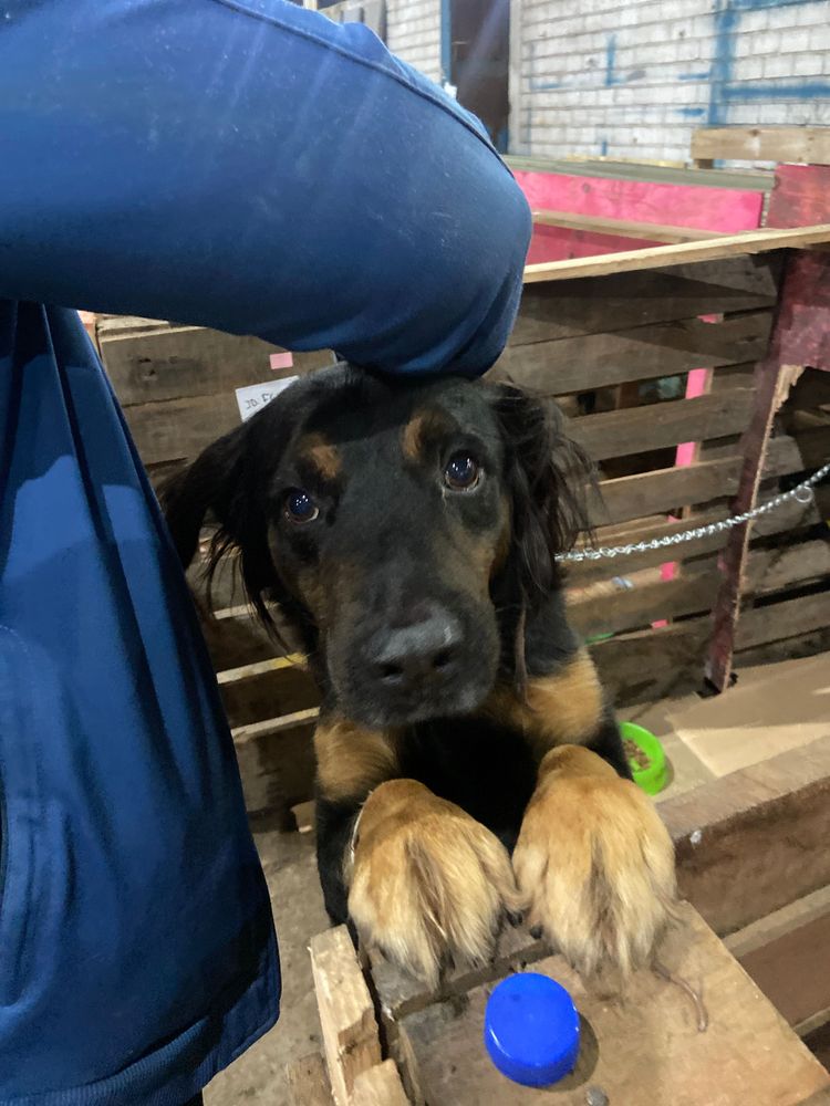 Cão
