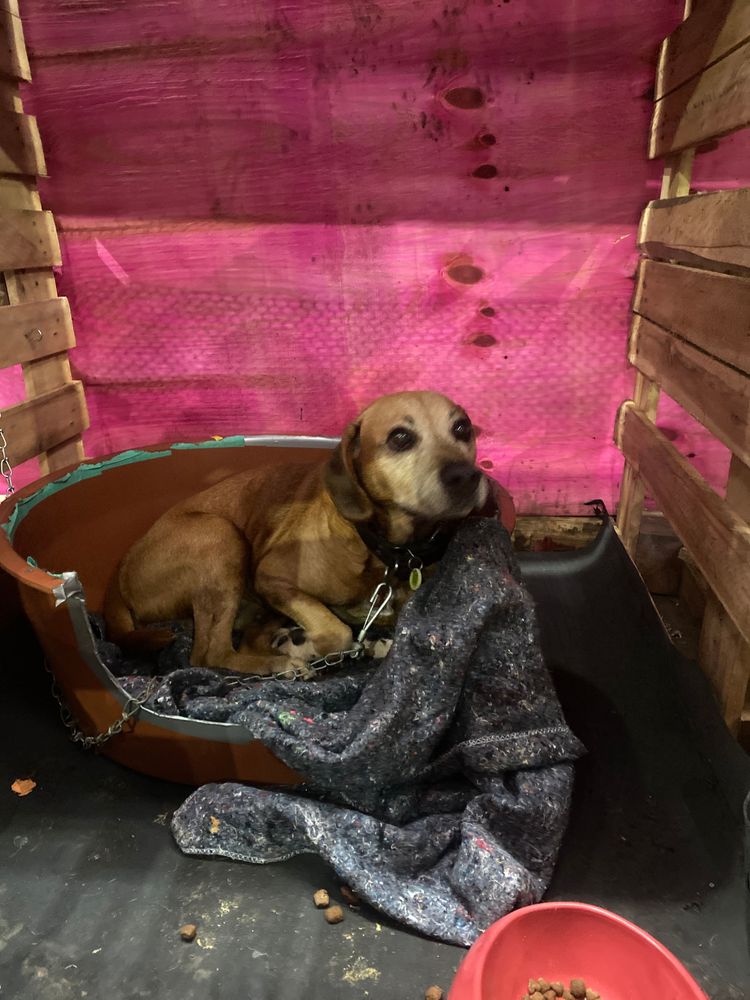 Cão