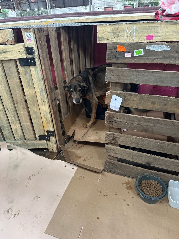 Cão