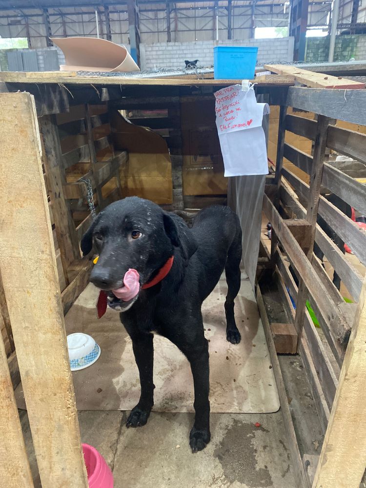 Cão
