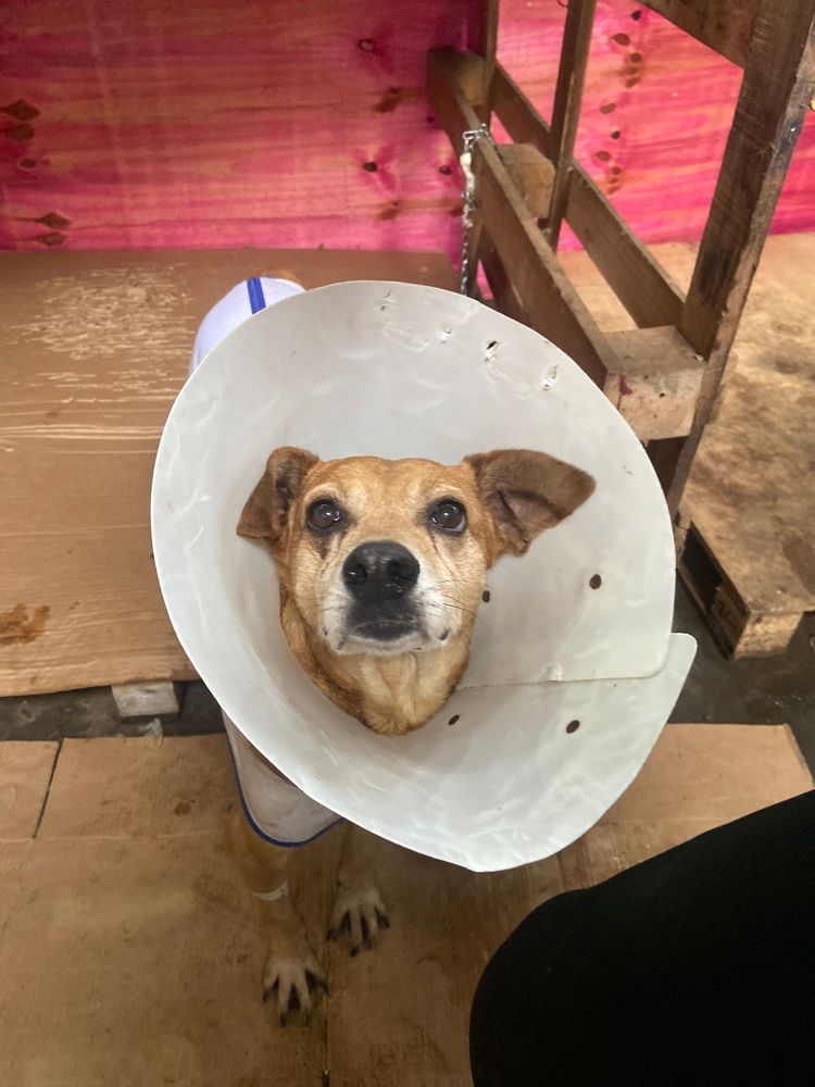 Cão