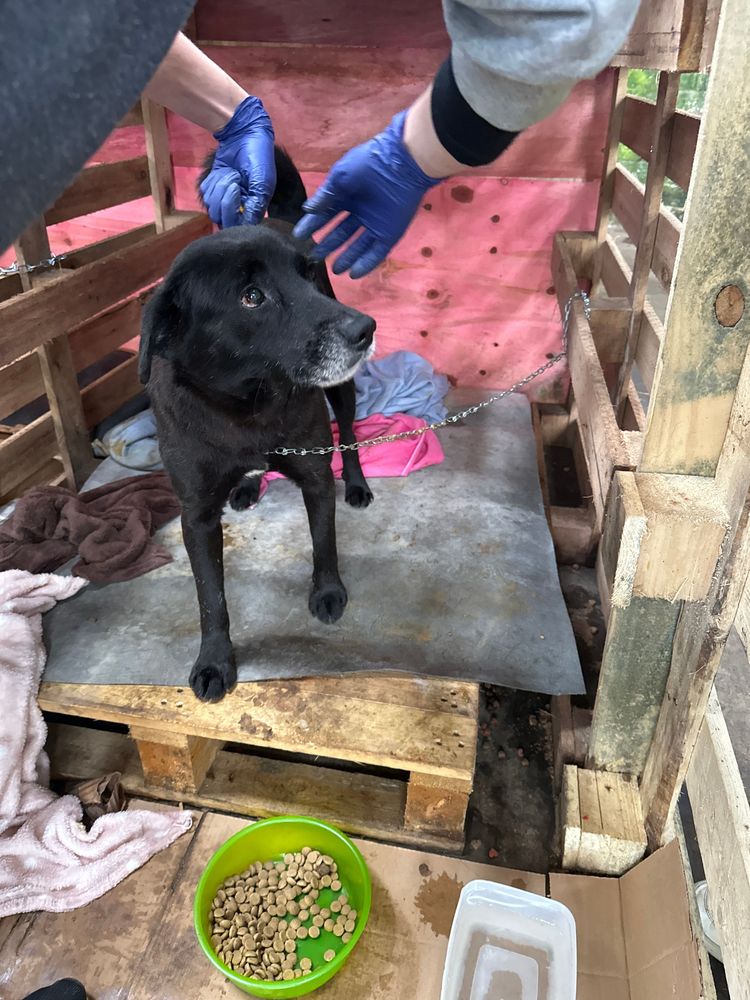 Cão