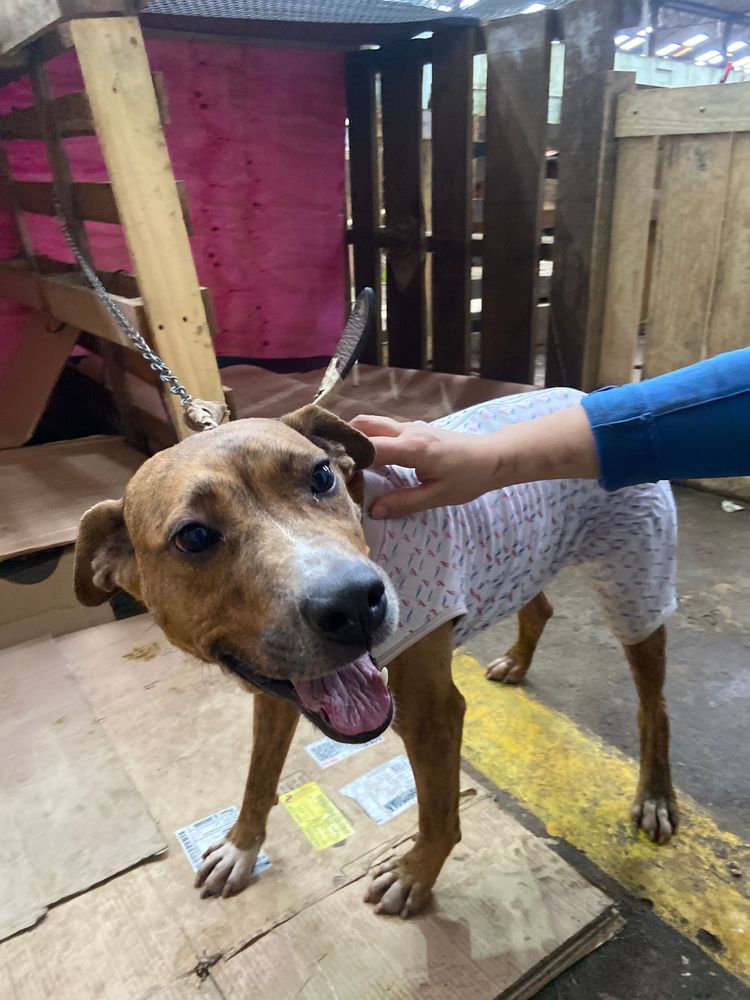 Cão