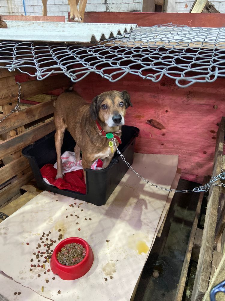 Cão